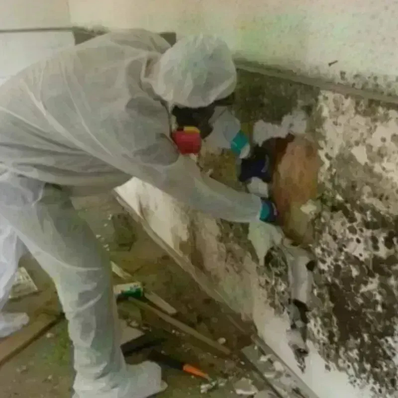 Mold Remediation and Removal in Medina, TX